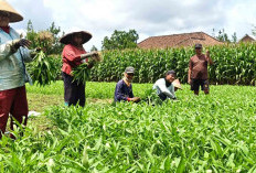 Petani Kangkung Desa Permu Kepahiang Kebanjiran Pesanan