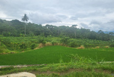  Debit Air Kurang, Ratusan Hektare Lahan Sawah di Karang Indah Kepahiang Terbengkalai