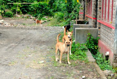Didominasi Anjing Liar: Ratusan Warga Kepahiang Jadi Korban Gigitan Hewan Penular Rabies