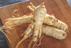 Sederet Manfaat Ginseng yang Jarang Diketahui 