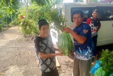 Bagikan Bibit Cengkeh, Pemdes Talang Sawah Targetkan Ekonomi Warga Meningkat