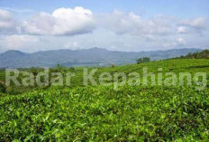 Sejarah Kebun Teh Kabawetan Kepahiang (Bagian II), Indonesia Merdeka dan Hasil Kebun Teh Bisa Dinikmati