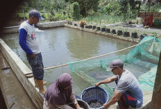 Bangun Ketahanan Pangan, 10.000 Bibit Ikan Ditebarkan Pemdes Karang Endah 