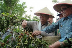 Petani Diingatkan Mempertahankan Kualitas Kopi