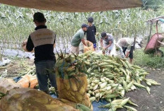 Petani Jagung Manis di Ujan Mas Keluhkan Harga Masih Rendah 