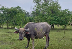 Puluhan Kerbau di Kota Bengkulu Mati Mendadak