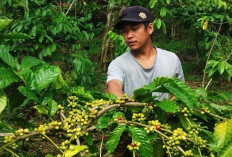 Harga Biji Kopi Turun Drastis, Petani di Bengkulu Tengah Kecewa 