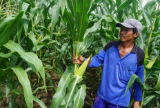  Ingin Bakar Jagung Saat Malam Tahun Baru, Petani Pekalongan Siap Penuhi Kebutuhan Warga Kepahiang 