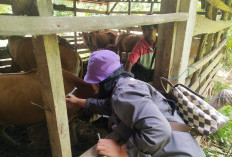 Disperkan Usulkan 200 Dosis Vaksin PMK