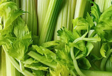 Manfaat Daun Seledri untuk Kesehatan Ginjal