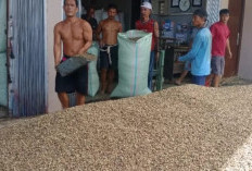 Dolar Menguat, Petani Kopi Tetap Tertekan dengan Rendahnya Harga!