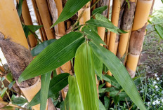 Mengenal Manfaat Tanam Bambu Kuning Ditanam Depan Rumah