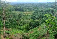 Kerusakan Tutupan Hutan di Bengkulu Tinggi, Ini Tanggapan Gubernur Rohidin