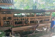 Peternak Kambing Desa Kampung Bogor Kepahiang Banjir Pesanan: Berkah Menjelang Idul Adha
