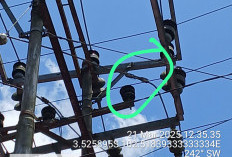 Perbaikan Gardu Sebabkan Listrik Padam, PLN ULP Kepahiang Bergerak Cepat