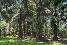 Distan Bengkulu Tengah Targetkan Replanting Ratusan Haktare Kebun Sawit