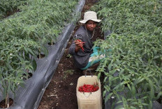 Petani Kepahiang Senang, Harga Cabai Semakin Pedas