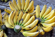 Pisang Memberikan Dorongan Energi yang Tahan Lama