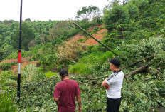 Tanah Longsor di Desa Air Raman & Pohon Tumbang Blokir Jalan: Kepahiang Diterjang Hujan Badai