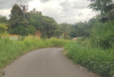 Semak Belukar Tumbuh Subur, Jalan Menuju Kabawetan Membahayakan Pengendara