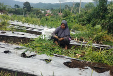 Harga Pupuk Nonsubsidi di Kepahiang Melonjak: Segini Harganya