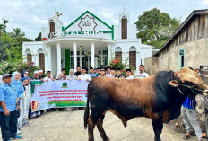 Rayakan Iduladha Bersama Warga Desa Apur, Plt Bupati Rejang Lebong Serahkan Sapi Kurban Presiden