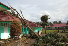 Pohon Timpa Ruang Guru SMPN 5 Kepahiang 