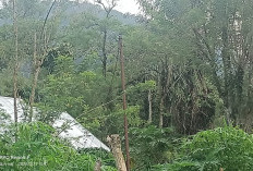 Warga Ketapang Jaya Kelurahan Dusun Kepahiang Minta PLN Bangun Tiang Listrik Permanen