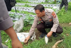 Granat Nanas Ditemukan di Kebun Jeruk Warga