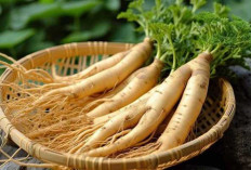 4 Khasiat Ginseng, Salah Satunya Baik untuk Jantung