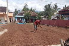 Masih Ada Peluang Harga Kopi di Kepahiang Naik Kembali: Waktunya?