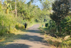 4 Desa di Bermani Ilir Kepahiang Kompak Gotong Royong Tebas Bayang