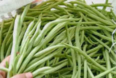 Harga Sayuran Buncis di Kabupaten Kepahiang Mengalami Kenaikan 