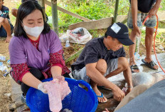  Disperkan Lebong Siapkan Tim Cek Kesehatan Hewan Kurban