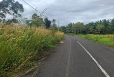Jalan Kabupaten Mulai Menyemak, Ini Penjelasan Kabid Bina Marga