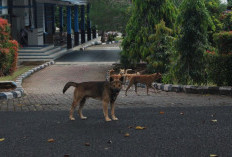 Belasan Ribu HPR di Lebong Belum Divaksin Anti Rabies