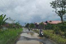  Beginilah kondisi jalan Desa Renah Kurung Kecamatan Muara Kemumu Kabupaten Kepahiang.