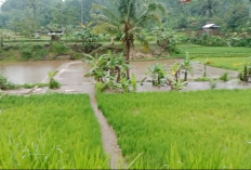 1 Hektare Sawah Terendam Banjir di Kepahiang: Diguyur Hujan Lebat hingga Air Lembut Meluap  