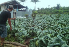 Kementan Tetapkan Rejang Lebong Sebagai Sentra Tanaman Holtikultura