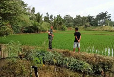 Wujudkan Swasembada Pangan: Babinsa di Kabupaten Kepahiang Turun Ke Sawah