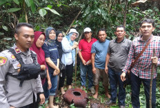 5 Rafflesia Arnoldi Mekar Sempurna di Desa Sosokan Baru Kepahiang