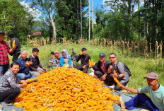 Panen Jagung Program Ketahanan Pangan BUMDes Arekel Desa Kelilik 