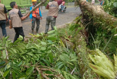 Warga Kepahiang Diingatkan Bahaya Pohon Tumbang 