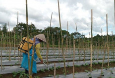 Cuaca Hujan Hasil Panen Surut, Petani Cabai di Kepahiang Cemberut