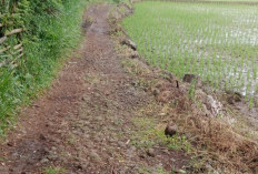 Jalan Sentral Pertanian, Akses Jalan BBI Peraduan Binjai Kepahiang Butuh Perbaikan