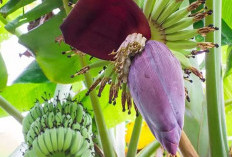 Manfaat Jantung Pisang Bagi Kesehatan yang Jarang Diketahui