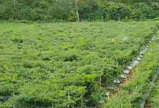  Curah Hujan Tinggi Ancam Petani Cabai Kabawetan Gagal Panen 