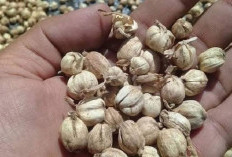 6 Manfaat Kapulaga, Herbal Andalan untuk Menjaga Vitalitas Tubuh 