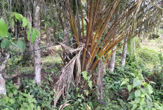 BAHAYA! Kabel Listrik Nyangkut di Pohon Kelapa Sawit