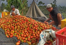 Harga Tomat di Kabupaten Kepahiang Mulai Membaik